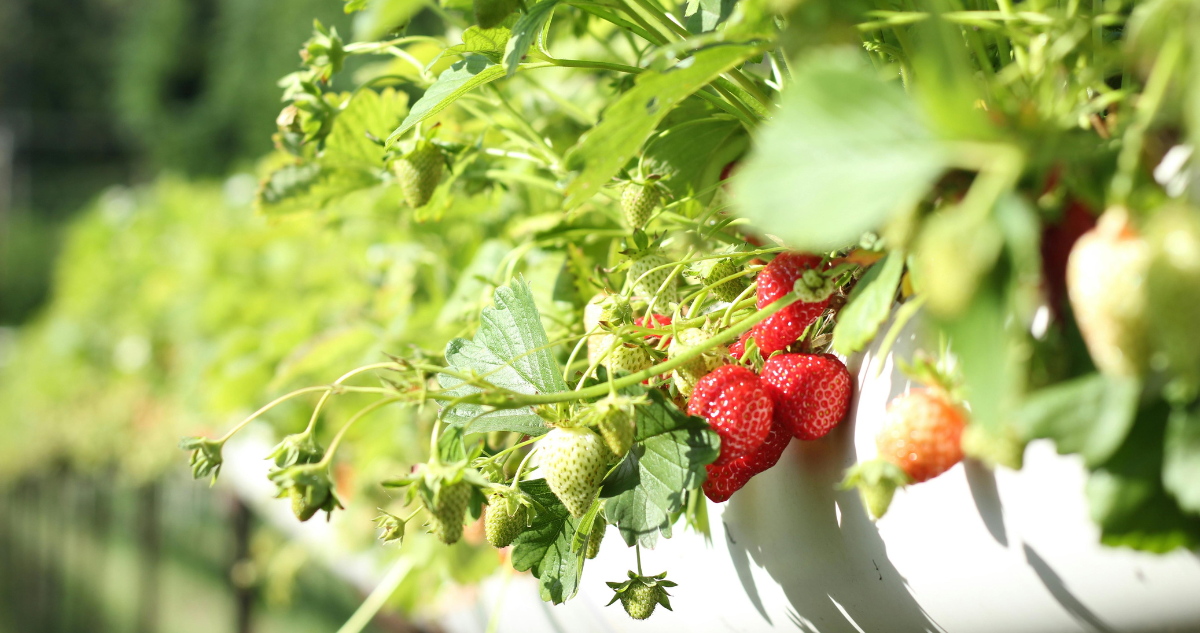 plantas-frutillas-universidad-autonoma