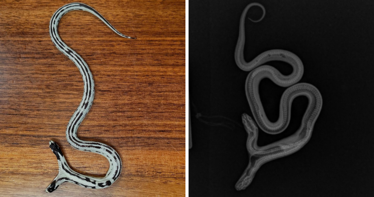 Presentan a serpiente de dos cabezas que nació en una tienda de mascotas en Estados Unidos