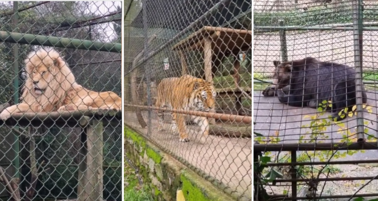SAG indaga estado de animales en Zoológico de Concepción tras denuncias: recinto dice que están sanos