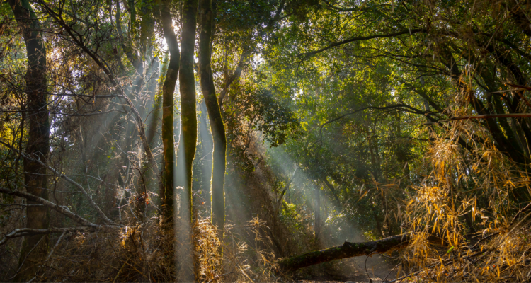 Sin biodiversidad no hay desarrollo sostenible