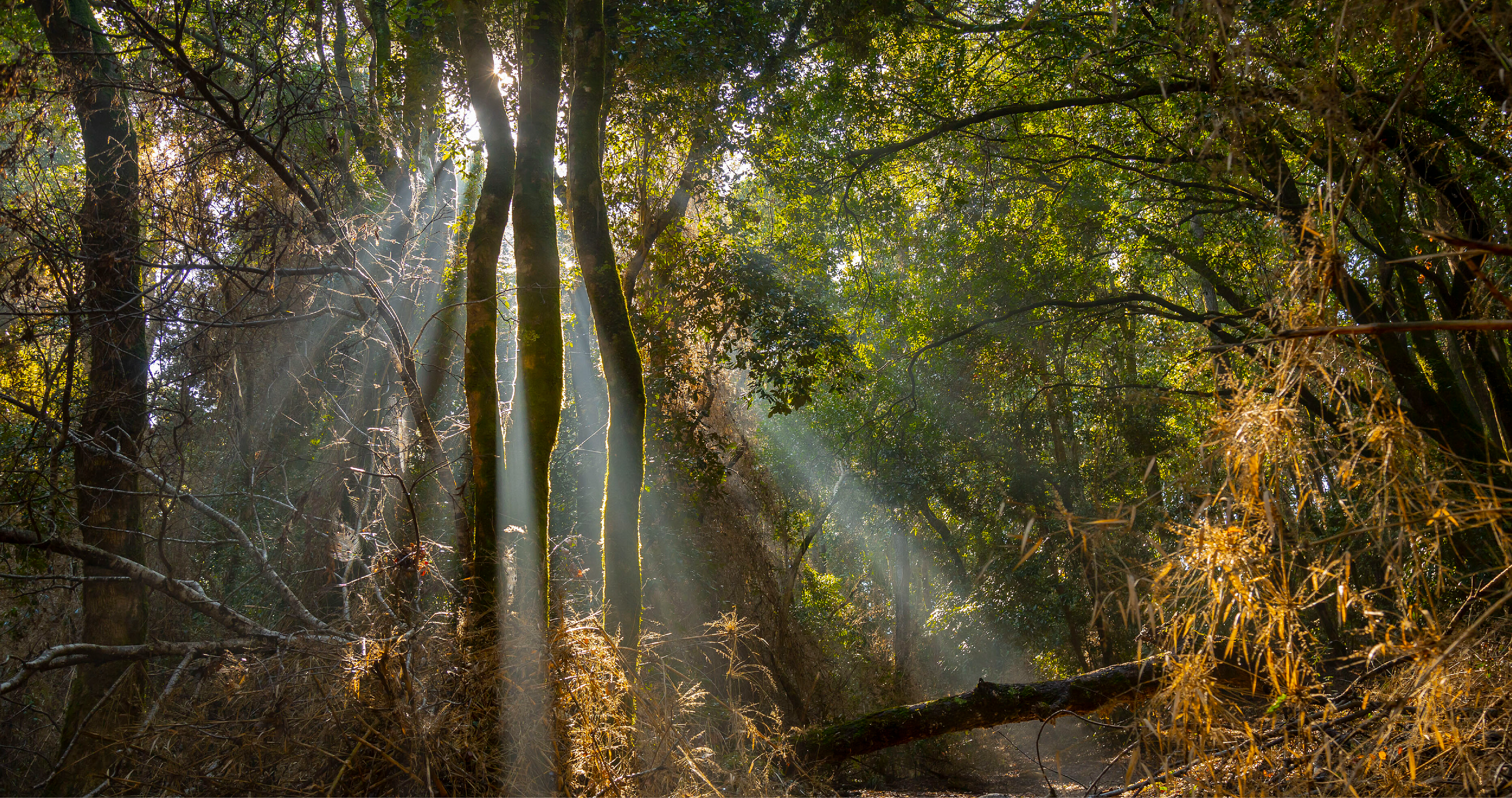 Sin biodiversidad no hay desarrollo sostenible