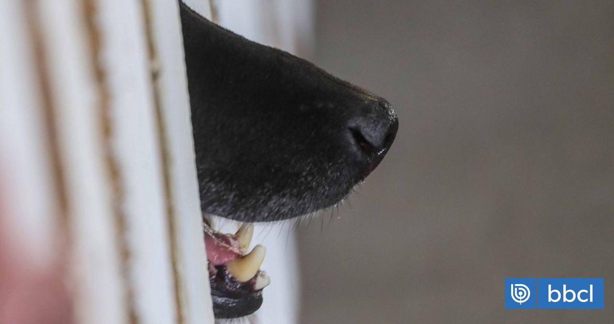 Anciano herido por perros en Angol