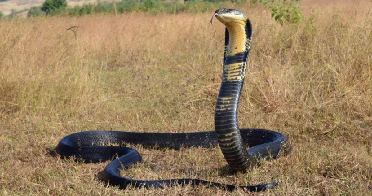 Tipo de serpientes venenosa