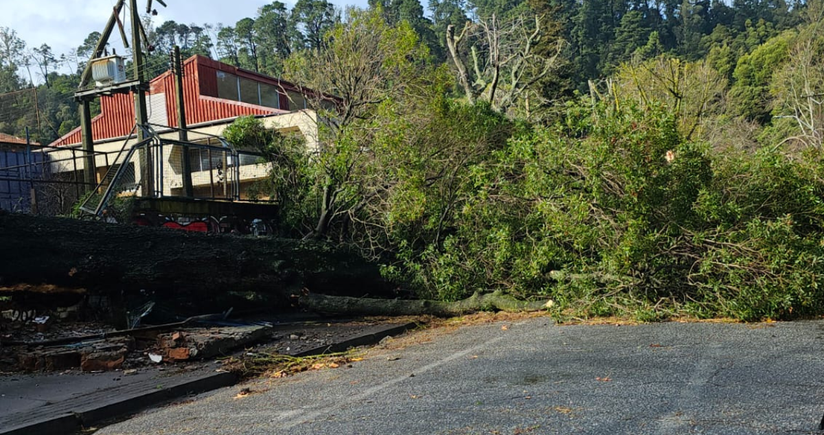 Biblioteca Municipal de Concepción sufre los estragos del temporal: gigantezco árbol cayó sobre portón