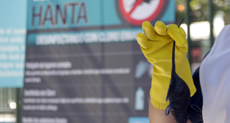 Dos adultos mayores sufren contagio de Hanta Virus en la región de Los Ríos: ya van 6 casos este año