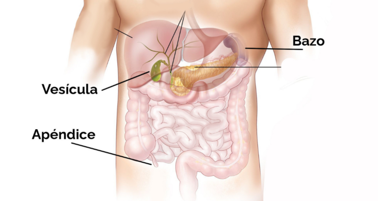 Qué tan importantes son la vesícula, el apéndice y el bazo en el cuerpo ¿Puedes vivir sin ellos?