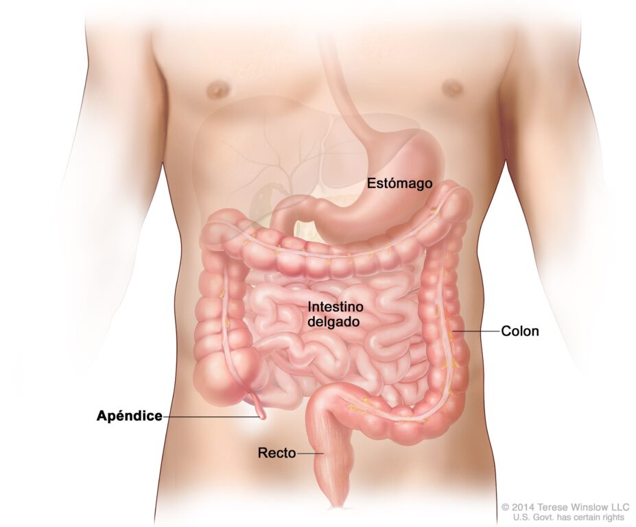 Qué tan importantes son la vesícula, el apéndice y el bazo en el cuerpo ¿Puedes vivir sin ellos?