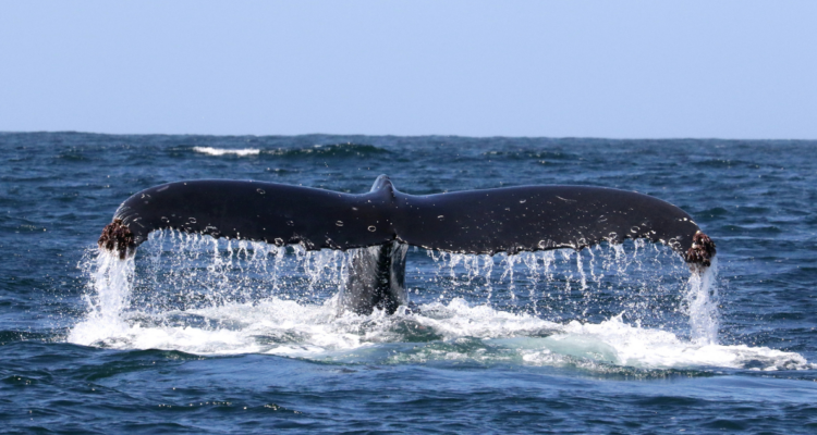 Archipiélago de Humboldt, conservación del medio ambiente en peligro por ley de permisos sectoriales