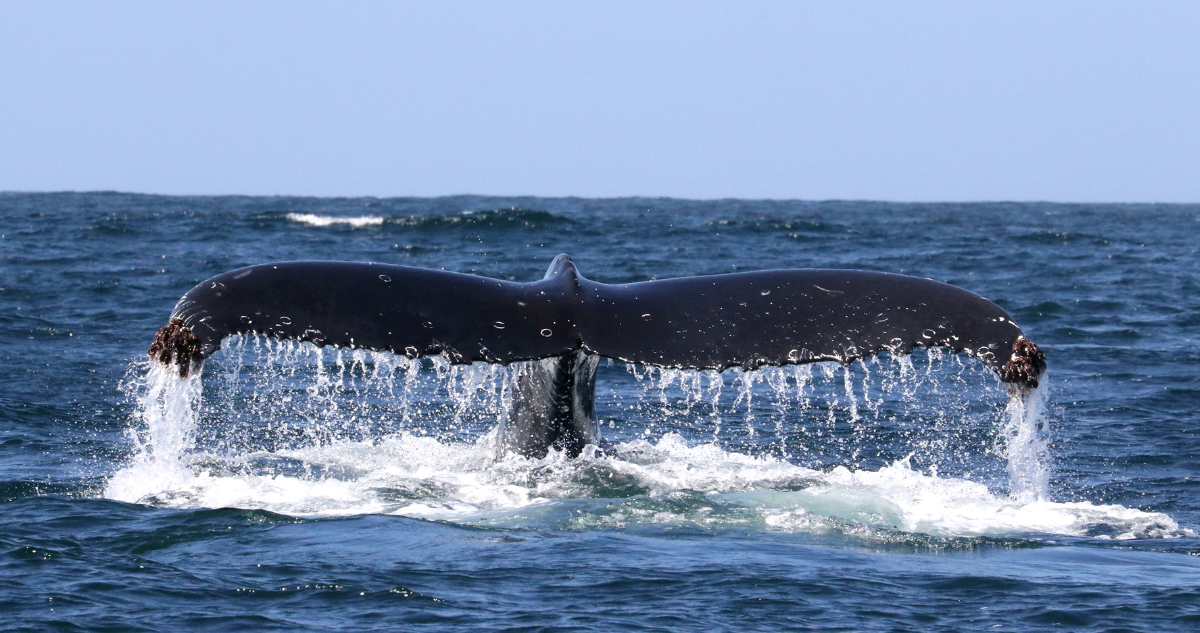 Archipiélago de Humboldt, conservación del medio ambiente en peligro por ley de permisos sectoriales