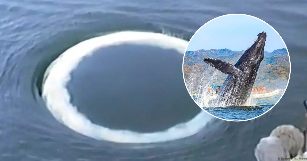 anillos de burbujas Científicos afirman que las ballenas quieren comunicarse con los humanos: dejarían mensajes en el mar
