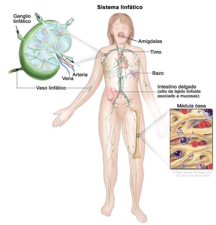 Qué tan importantes son la vesícula, el apéndice y el bazo en el cuerpo ¿Puedes vivir sin ellos?