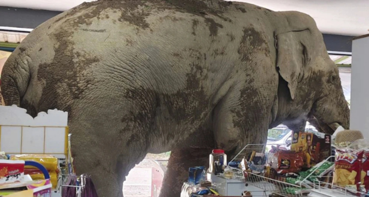 Cliente inesperado: Elefante hambriento “asalta” tienda de alimentos en Tailandia