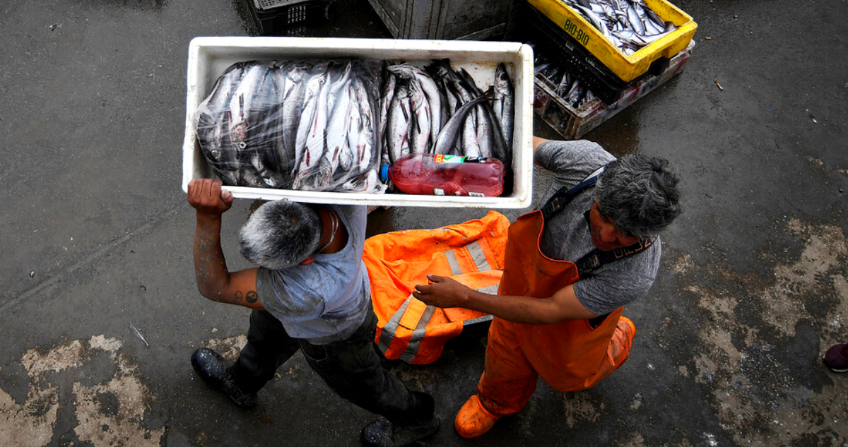 Congreso despacha nuevo fraccionamiento pesquero: sector artesanal gana cuotas en la tramitación