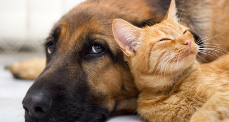 Presidente anuncia creación de cementerio para mascotas y registro de condenados por maltrato animal