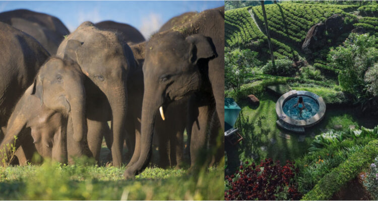 Dilmah sortea viaje de lujo en Sri Lanka: podrán conocer parques nacionales y origen de té de Ceylon