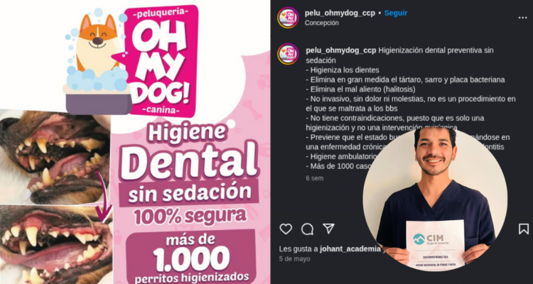 Acusan a peluquero de mascotas en Concepción por realizar procedimiento dental sin ser veterinario