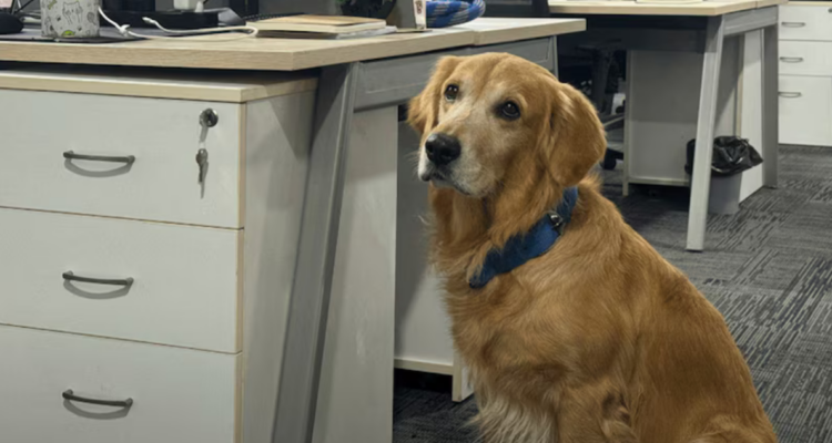 Empresa India “contrata” a perro golden retriever como “director de felicidad” para sus trabajadores