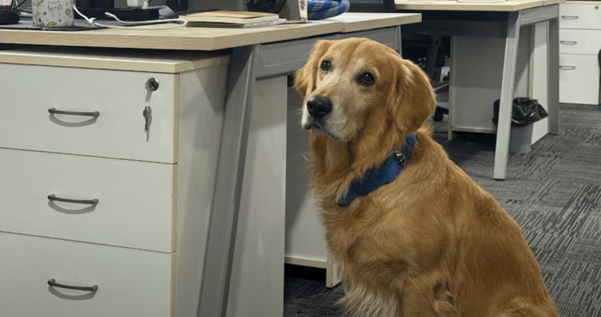 Empresa India “contrata” a perro golden retriever como “director de felicidad” para sus trabajadores