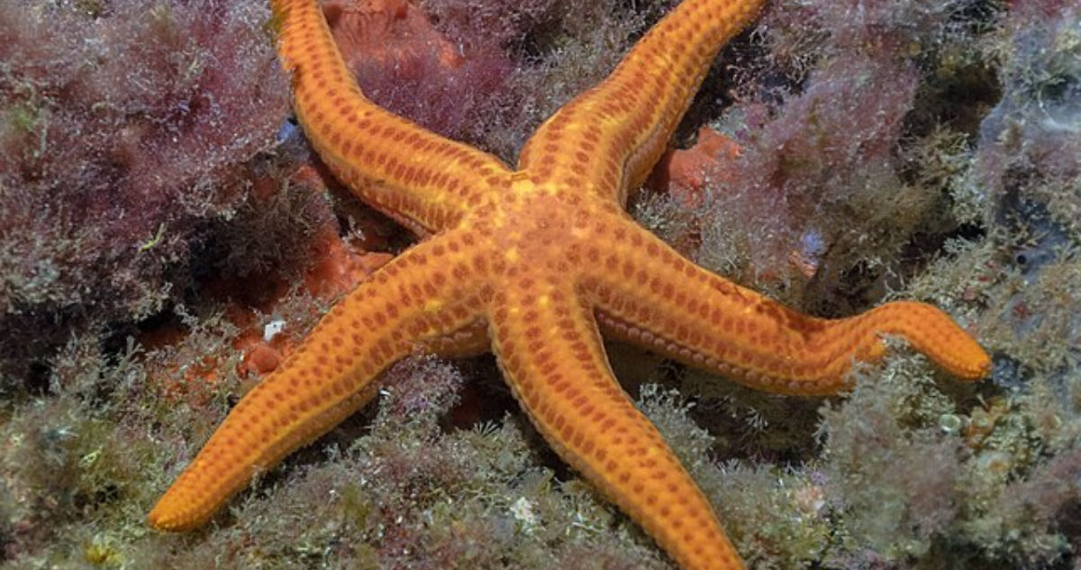Una rara enfermedad está matando a las estrellas de mar y se expande por el mundo