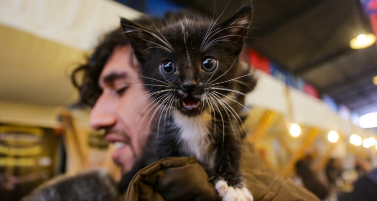 Gato junto a su dueño