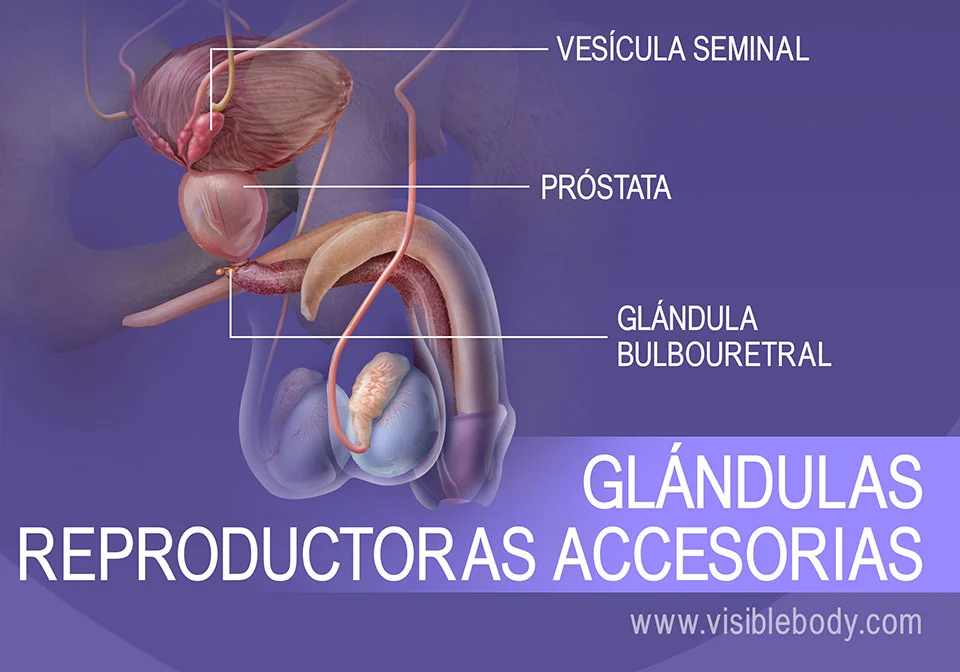 Glándula Seminal y Próstata
