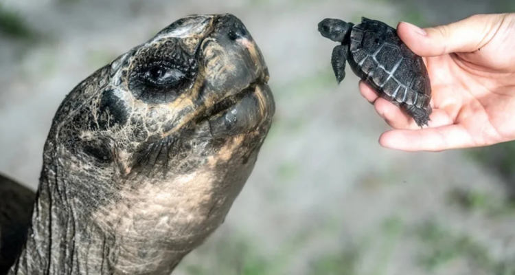 Tortuga de Galápagos
