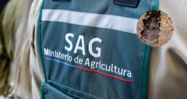 Funcionario del SAG y gorgojo de la corteza del pino