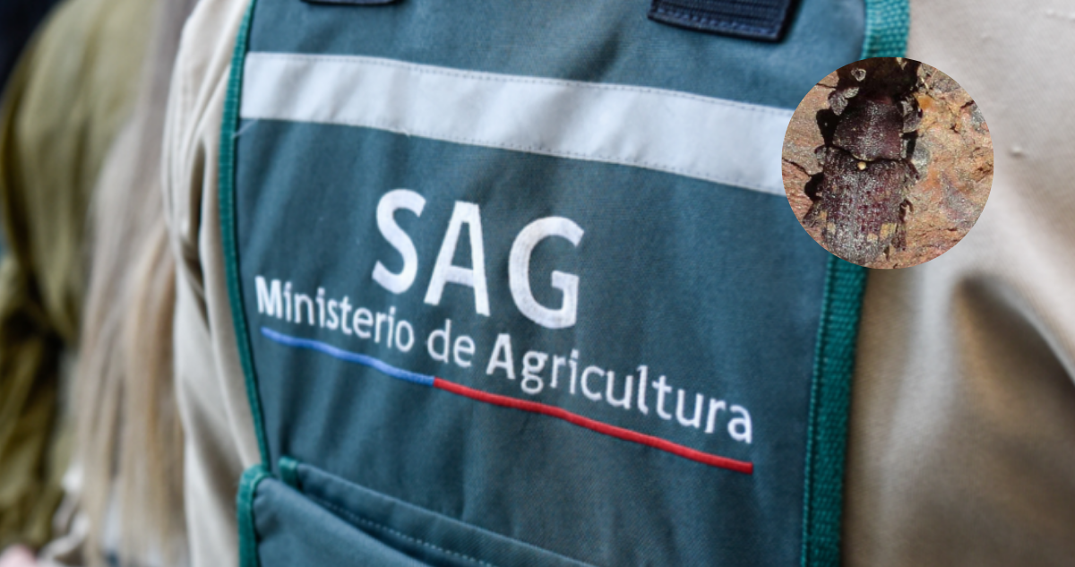 Funcionario del SAG y gorgojo de la corteza del pino