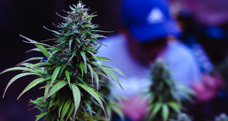 si Chile legaliza la marihuana la niñez estará en serio peligro. Columna Fundación San Carlos del Maipo