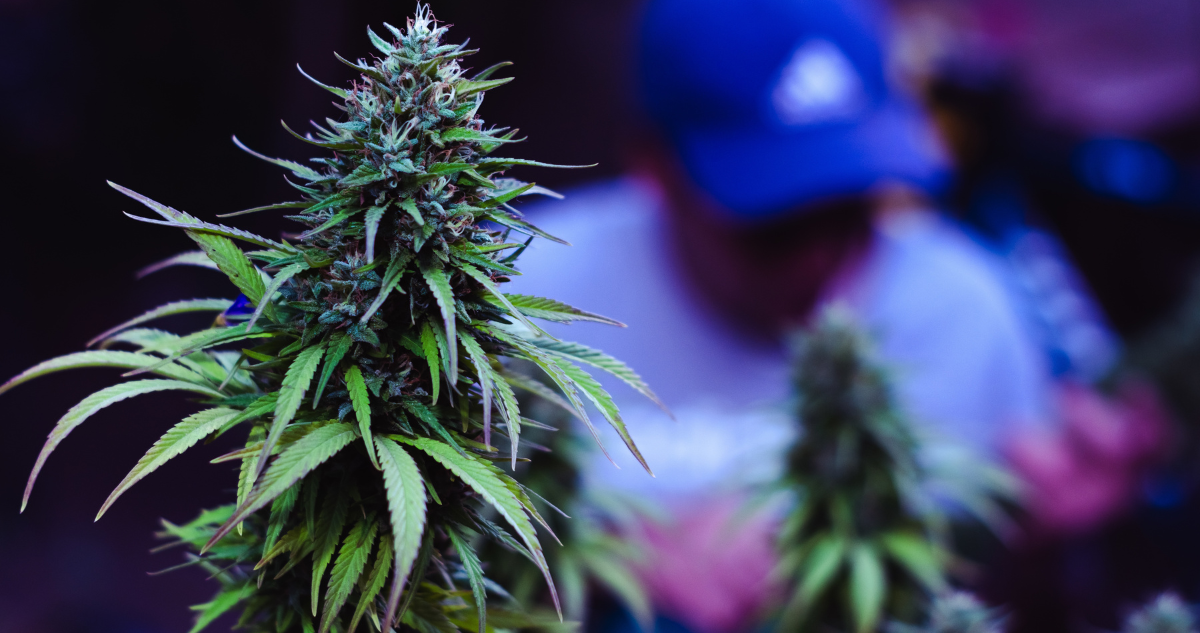 si Chile legaliza la marihuana la niñez estará en serio peligro. Columna Fundación San Carlos del Maipo