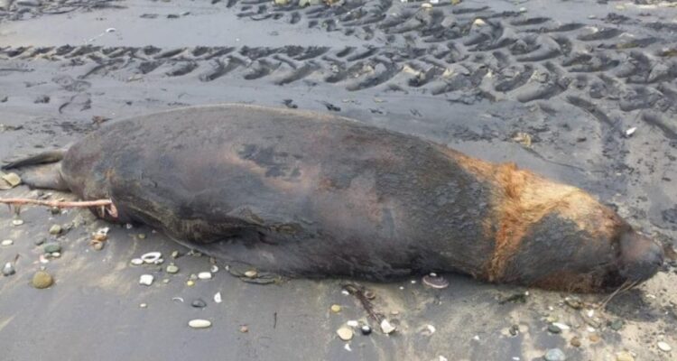 Sernapesca anuncia denuncias y querellas por maltrato a lobos marinos en Bío Bío