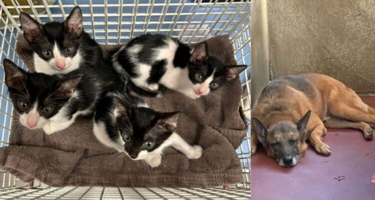 “La otra guerra”: ONGs denuncian que israelitas abandonan a mascotas a su suerte tras ataques de Irán