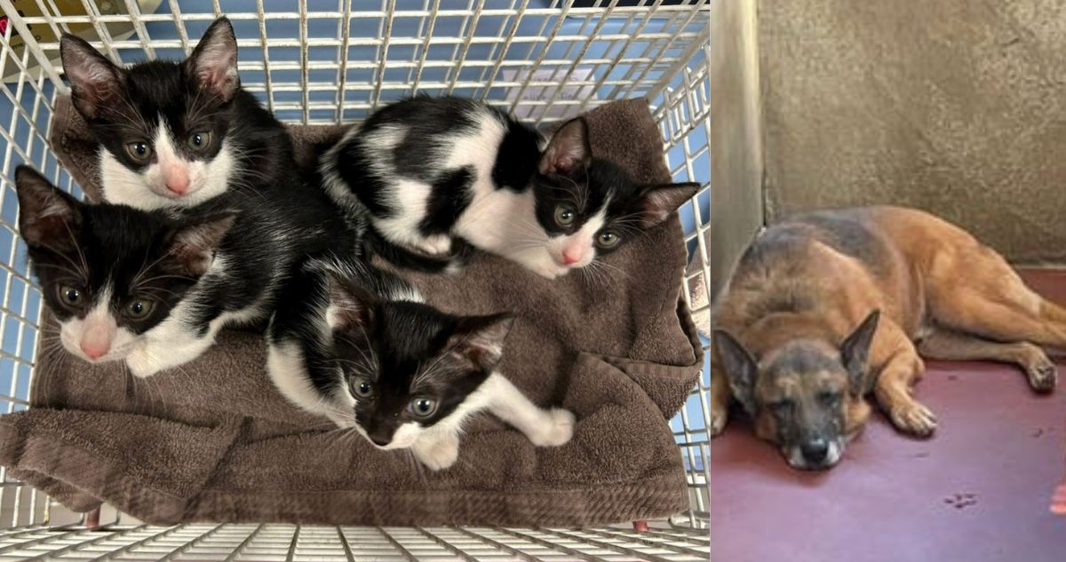 “La otra guerra”: ONGs denuncian que israelitas abandonan a mascotas a su suerte tras ataques de Irán