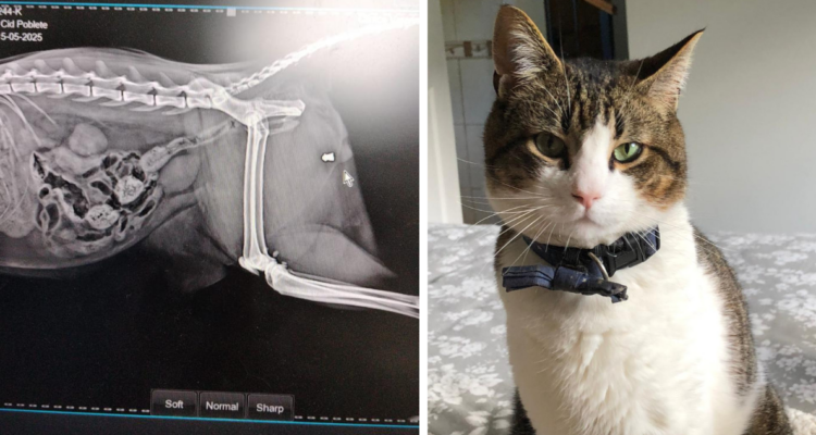 Grave caso de maltrato animal en Los Ángeles: gato murió tras recibir postonazo
