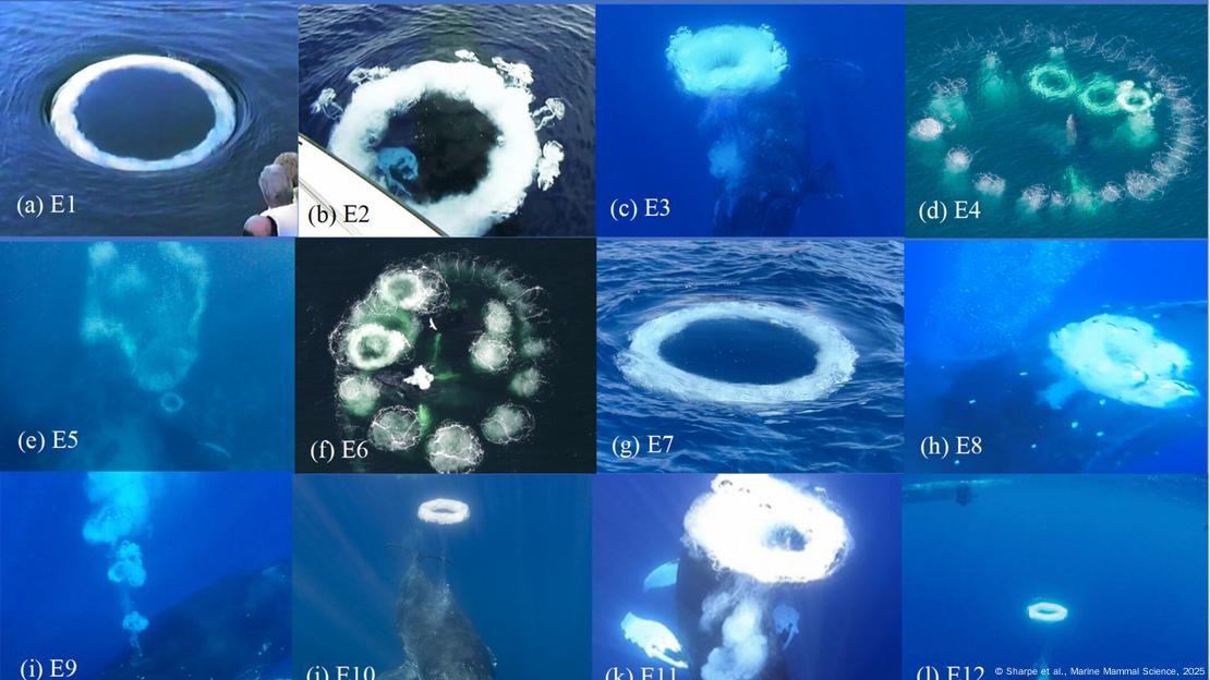 Ballenas