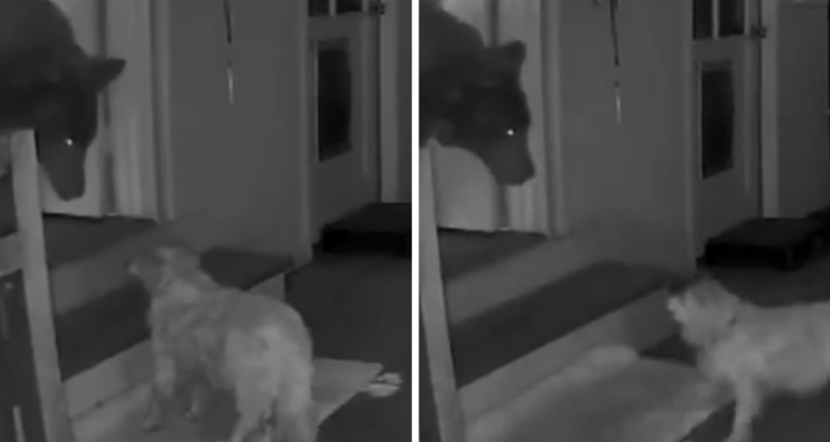 Ni se espantó: perro viejito le dio cara a oso que entró a casa de sus dueños en EE.UU