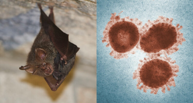 Fotos de un murciélago y un virus para ilustrar la nueva variante del coronavirus