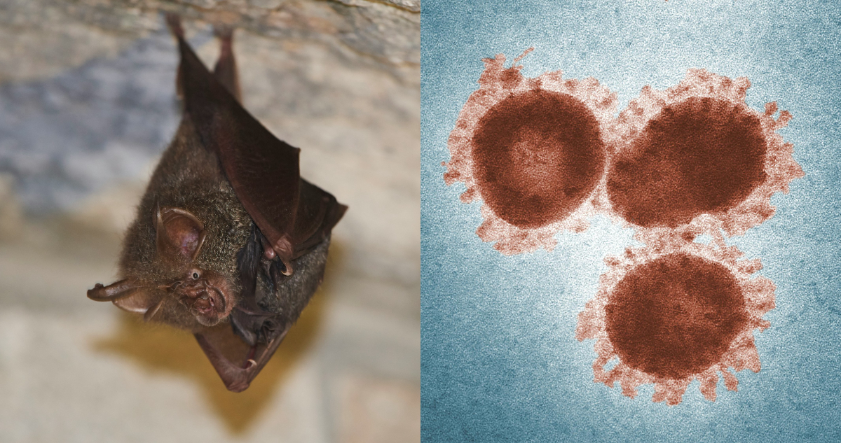 Fotos de un murciélago y un virus para ilustrar la nueva variante del coronavirus
