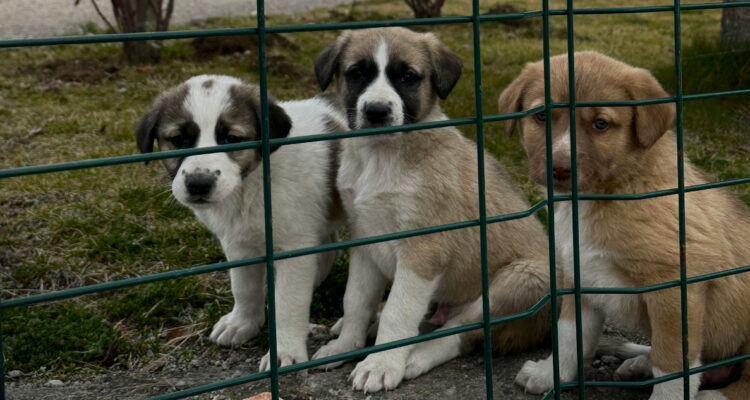 Detienen a hombre que mató a 120 perros con descargas eléctricas en Corea del Sur