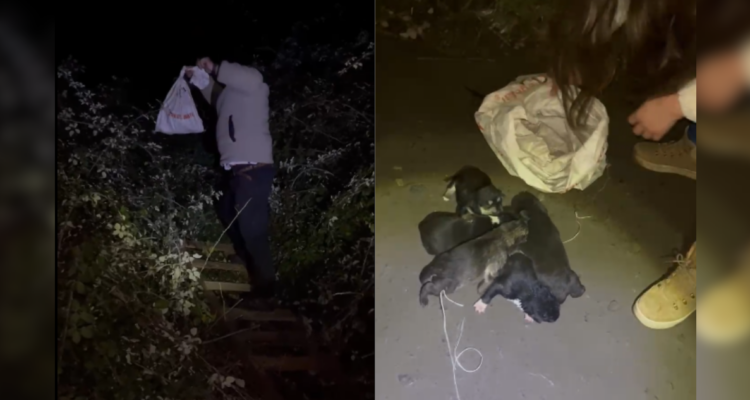 Carabinero de franco rescata 5 perritos que habían sido abandonados dentro de un saco en Molina