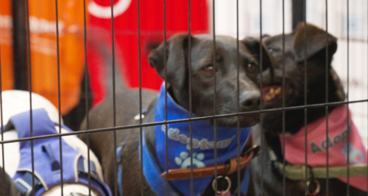Jornada de adopción de perritos