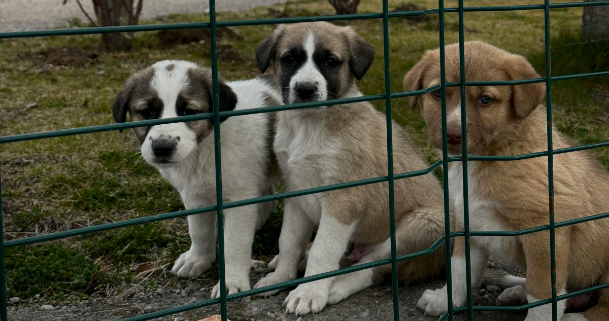 Detienen a hombre que mató a 120 perros con descargas eléctricas en Corea del Sur