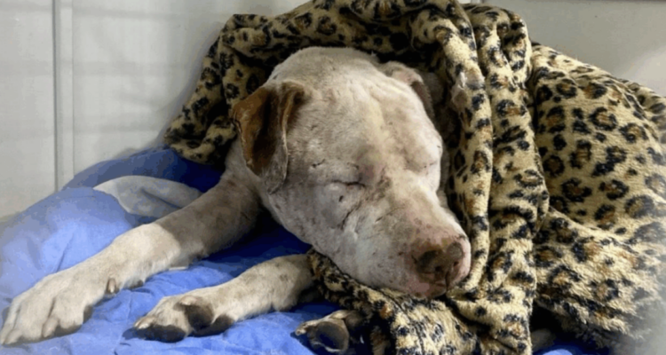 Perro apuñalado en Calama