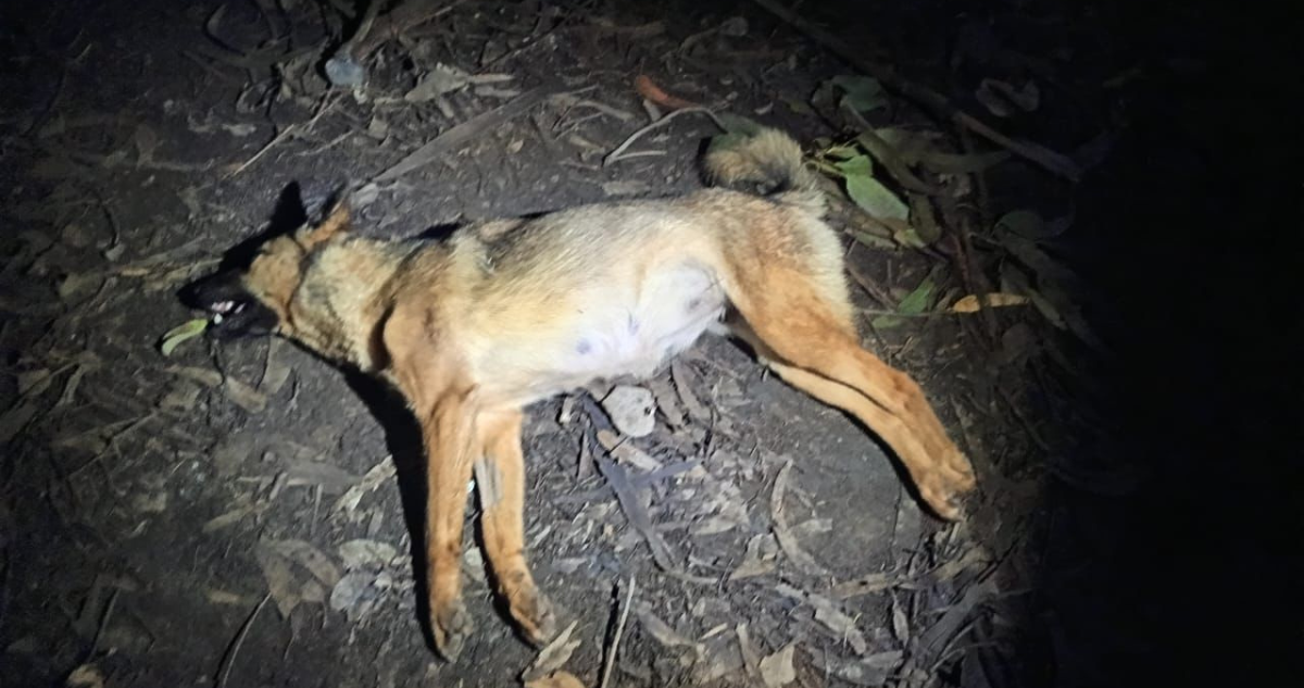 Denuncian envenenamiento de perros en la caleta Chome