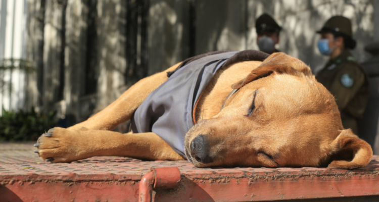 Perro tomando sol