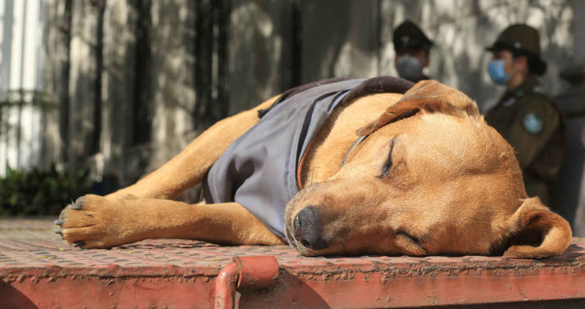 Perro tomando sol