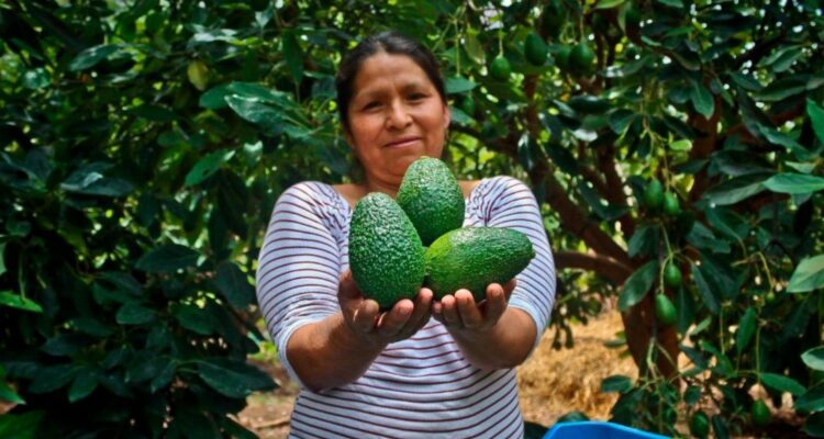 ¿Por qué Perú superará a Chile como el mayor exportador de frutas en 2025? Los datos que lo demuestran