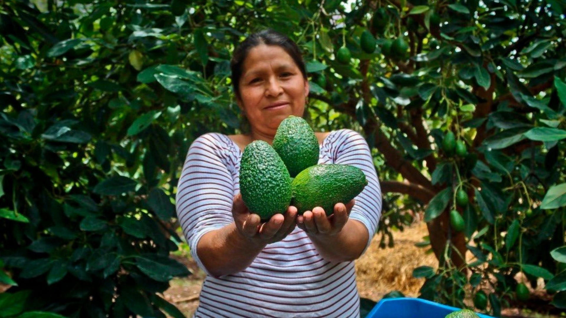 ¿Por qué Perú superará a Chile como el mayor exportador de frutas en 2025? Los datos que lo demuestran