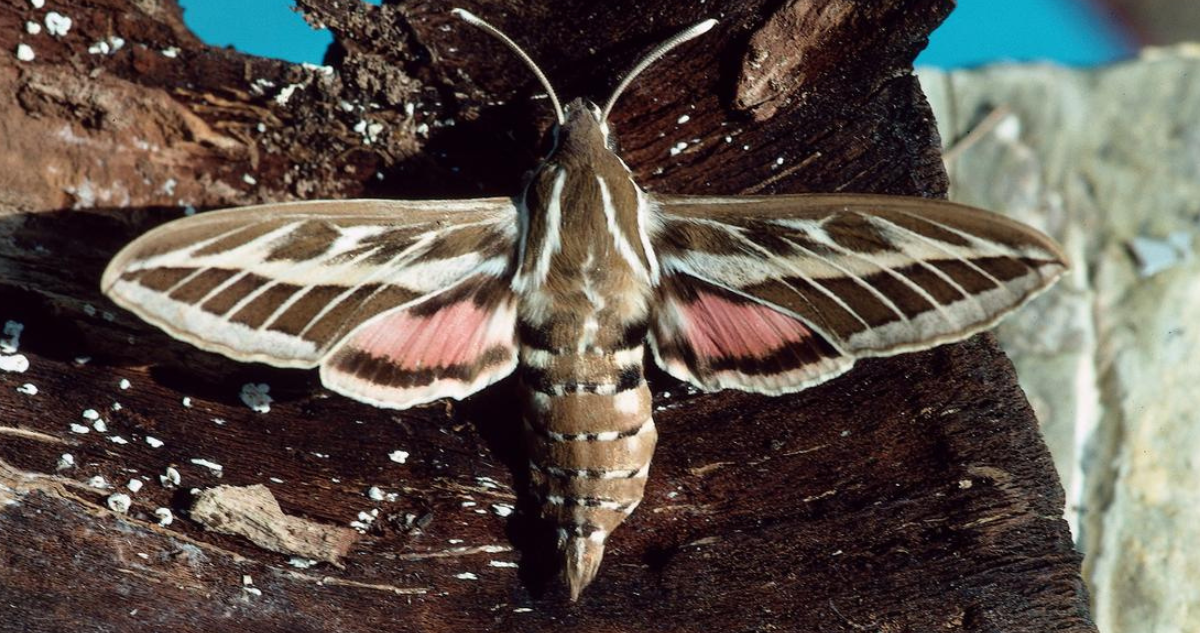 España recibe la visita de una “plaga” de polillas gigantes: pueden medir hasta 8 centímetros