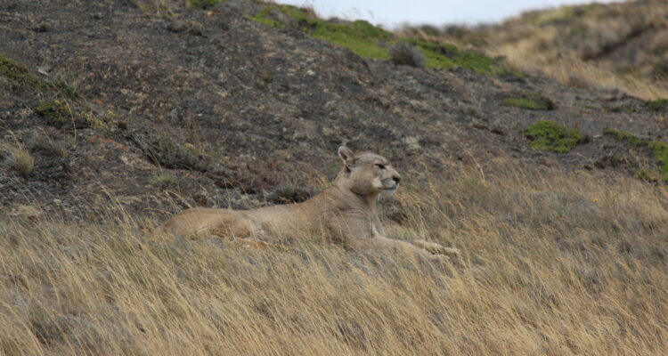Puma, Sierra Baguales, foto de Gabriel Espinoza.